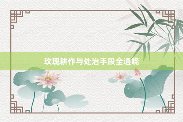玫瑰耕作与处治手段全通晓